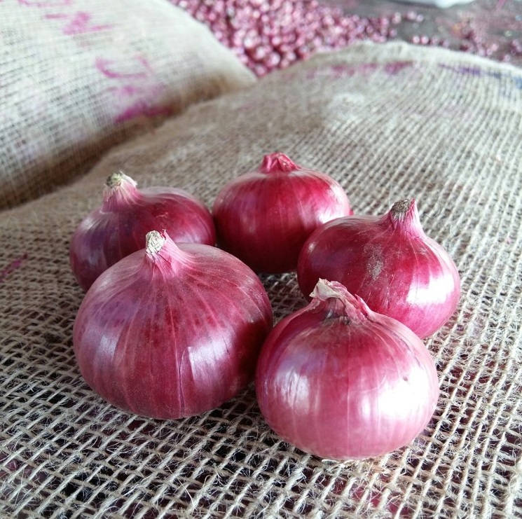 Read more about the article 🌱 From Nashik to the World: Premium Indian Onions by Ecom Exim